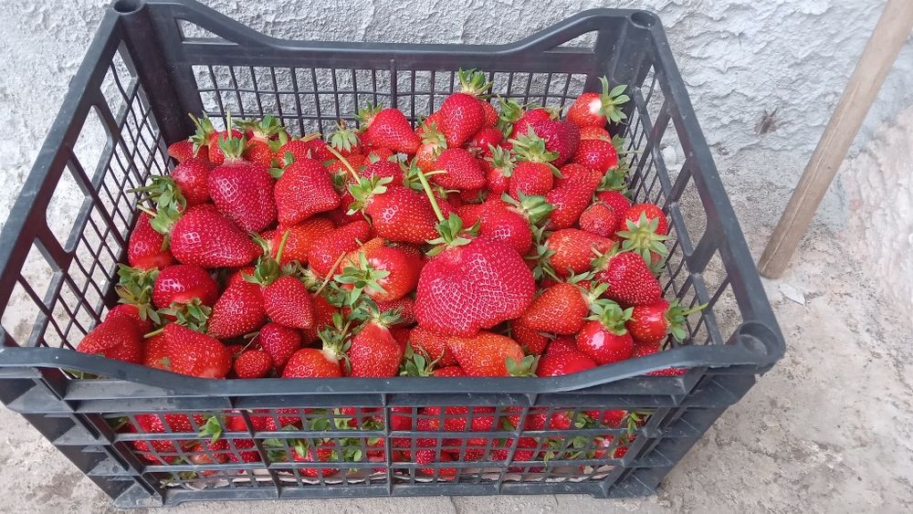 Продавам рассад ягоди.