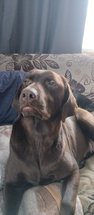 Продам щенка лабрадора ретвиллера