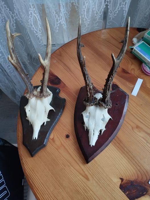 Различни Рога от срандаци