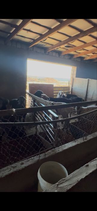 Продам баран Қой сатылады