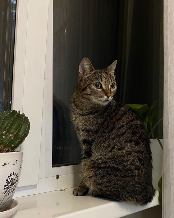 ИДЕАЛЬНАЯ кошечка ищет добрый дом!