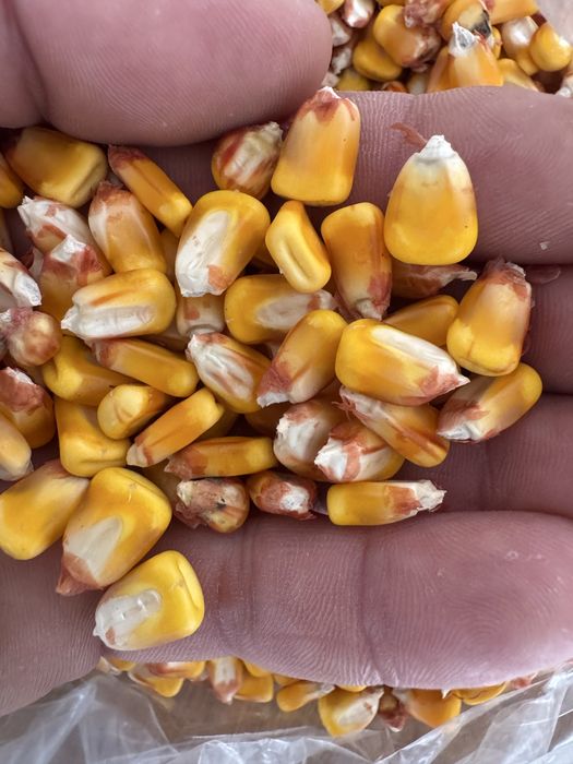 Vand porumb boabe 2025