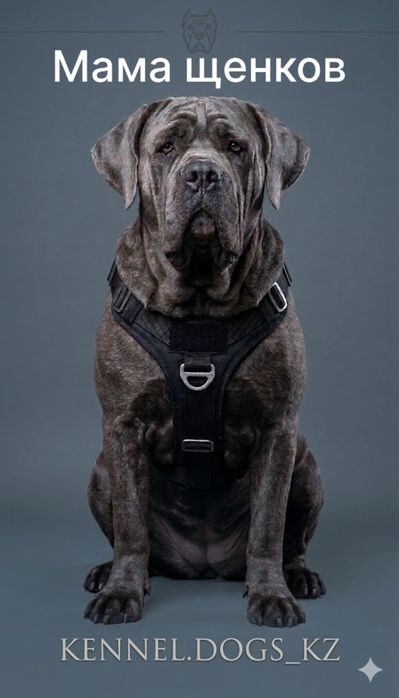 Italian Cane Corso