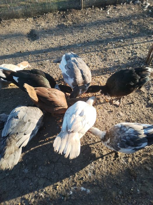 Rațe leșești ( mute)