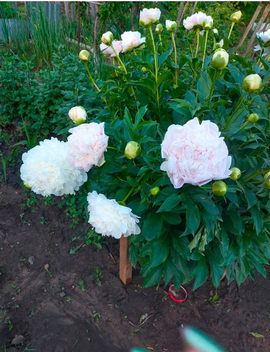 Продам,саженцы пионов,