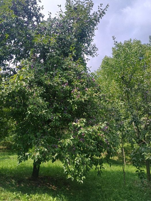 Prune de țuică!!
