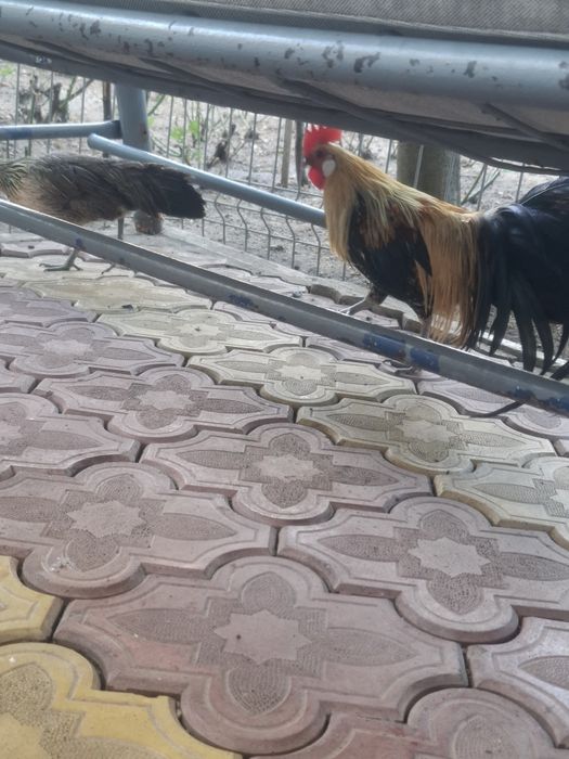 Vand pui de rasa