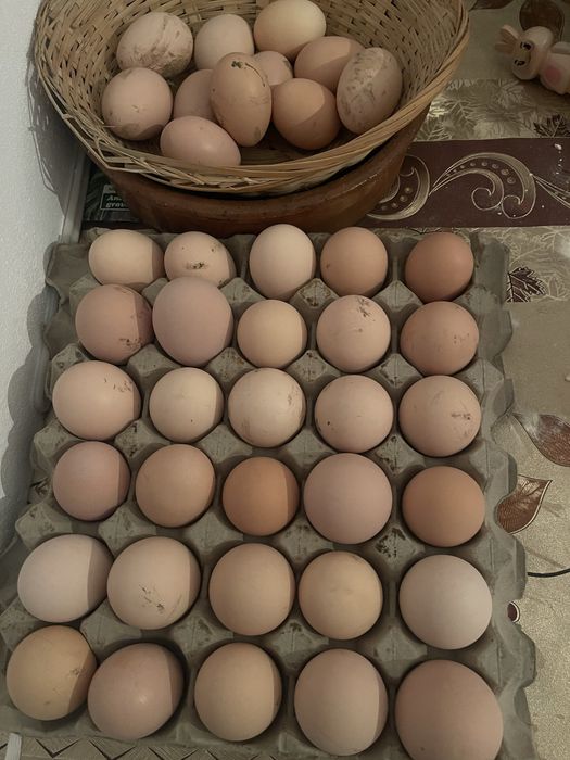 Oua pentru incubat diferite rase