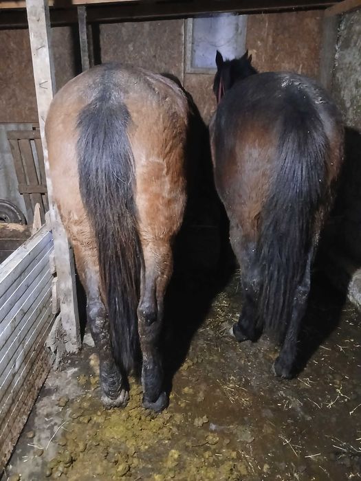 Iapa buna de munca de vanzare