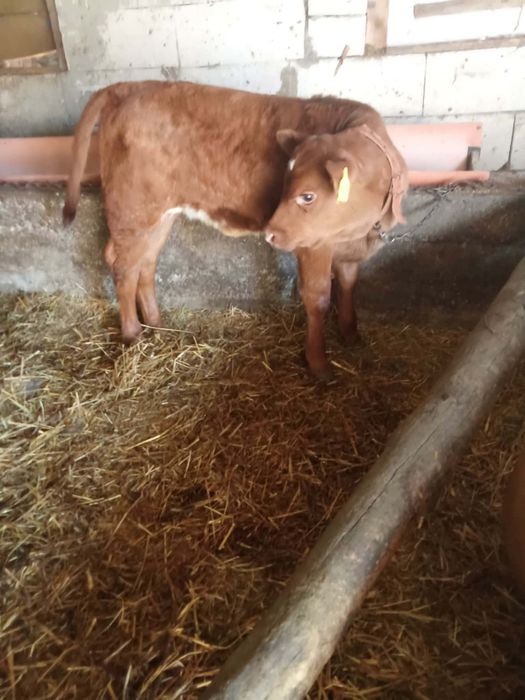 Vănd două vițele și un tăuraș