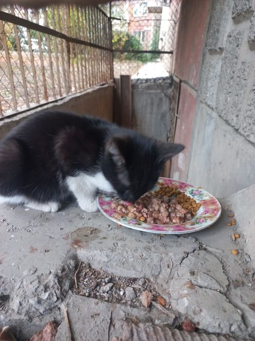 Котёнок в добрые руки