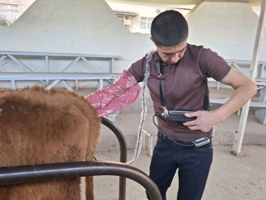 Hayvonlar uzi qilish