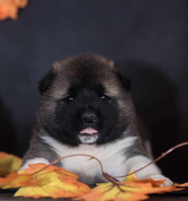 Щенки Американской Акиты