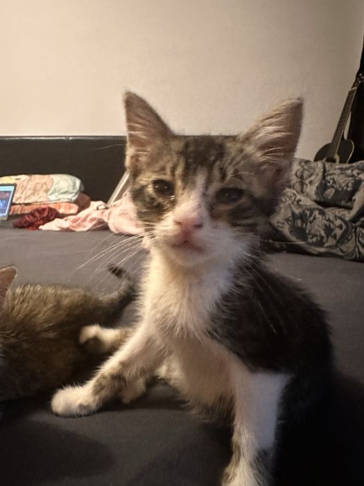 Подарявам 3 котенца