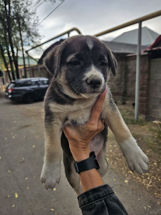Отдадим щенят бесплатно