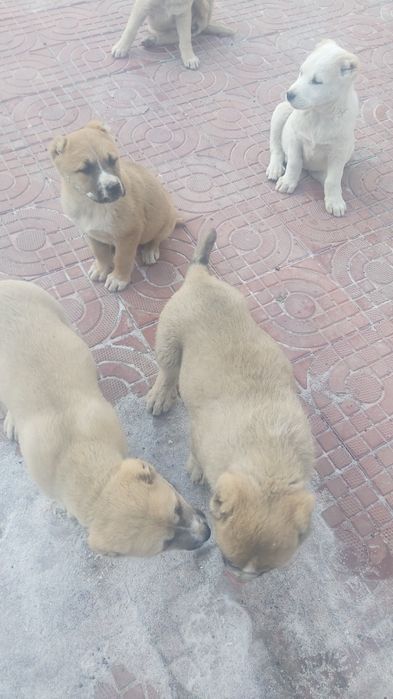 Шеньки,  Алабай күшіктері