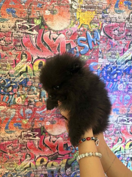 Померани момче и момиче