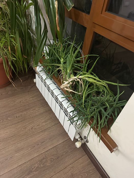 Продам комнатные растения