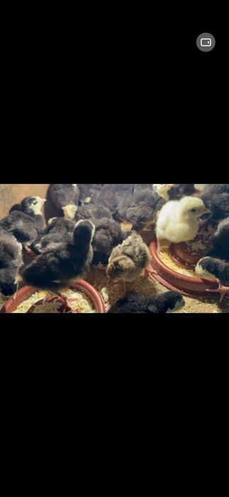 Курка жужалар  10