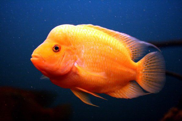 Цихлазома цитроновая лимонная