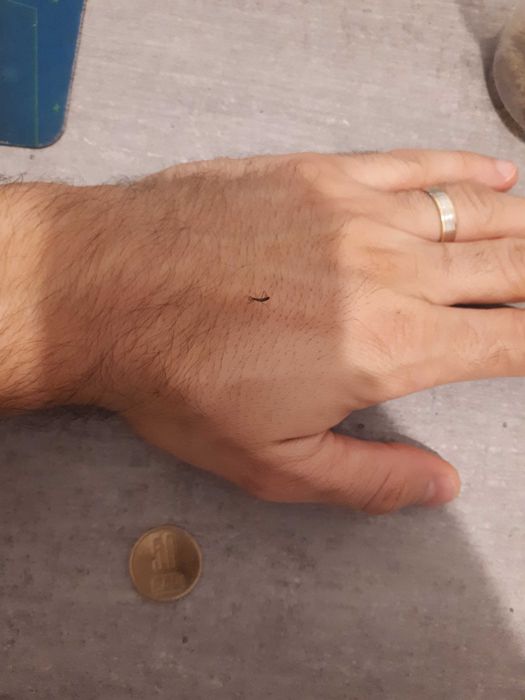 Vand Pui de Calugarita Insecte Mantis Religiosa   50 ron