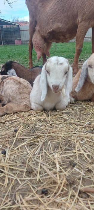 De vânzare țăpic  anglo-nubian