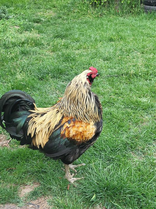 Vand gaini Ameraucana si oua
