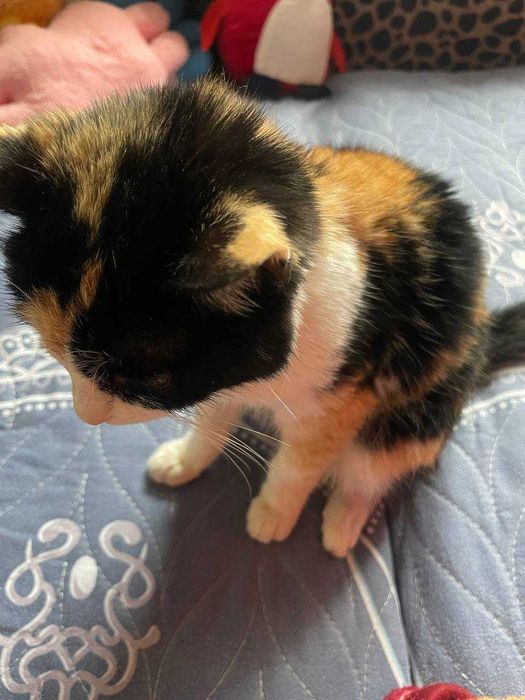 Mushukcha 5oylik zotdor pasporti bilan