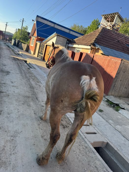 Iapă de vânzare de 3 ani  te-a fătat sau schimb cu viței mai multe detalii la telefon