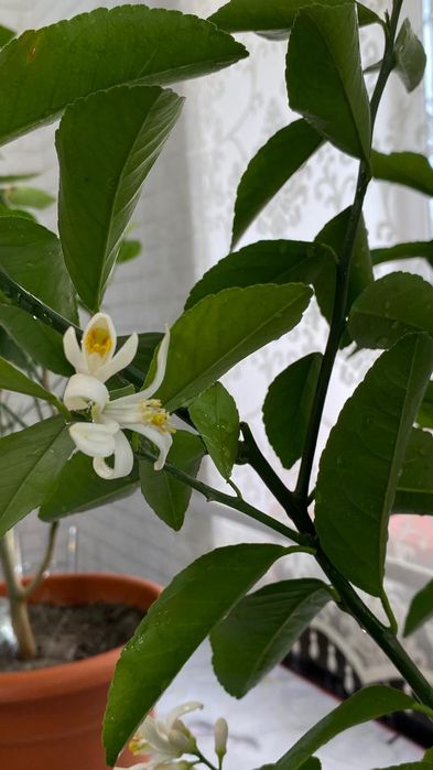 Продам Лимонное дерево сорт Петропавловский