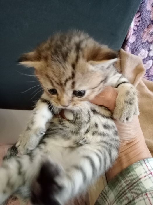 Британский котята