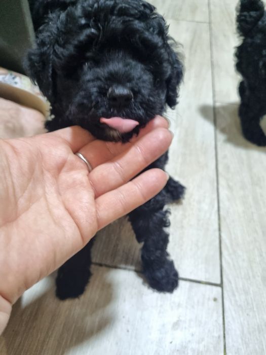 Пудельки. Игровые девчонки.