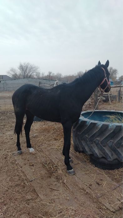 Айғыр сатыладыыы