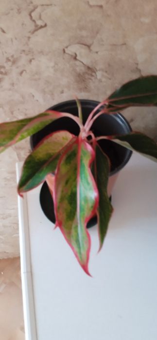 Аглаонема цветущая