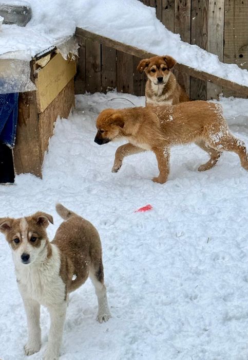 Отдам щенка 2,5 месяца крупные