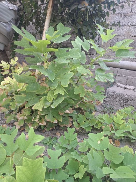 Лола дарахти; Тюльпановое дерево; Лириодендрон тюльпановое