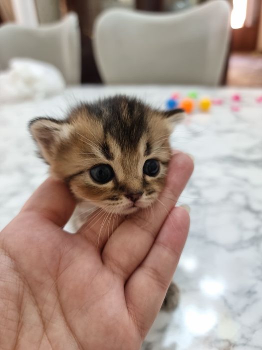 Котята под бронь