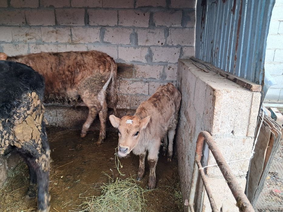 Продам корову...