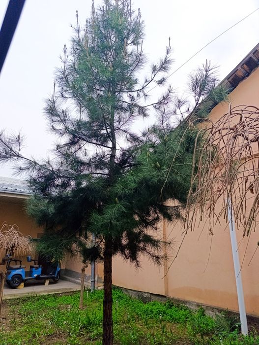 Сасна дарахти сотилади