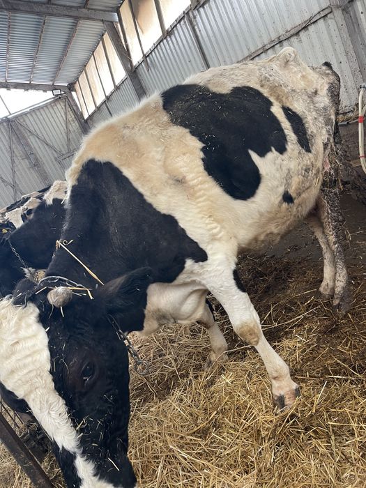 Vaca de lapte baltata romaneasca pe negru