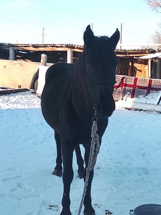 Продаётся хорошо откормленный жеребец!!!