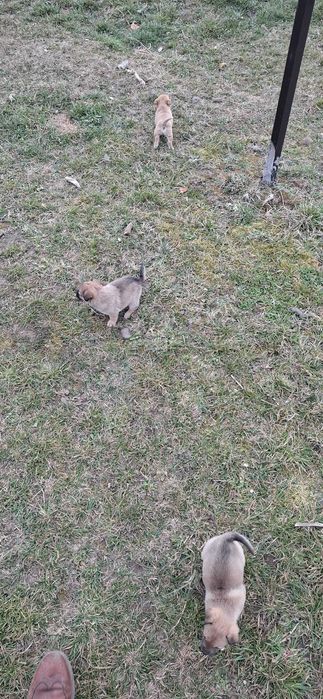 Cățeluși drăgălași