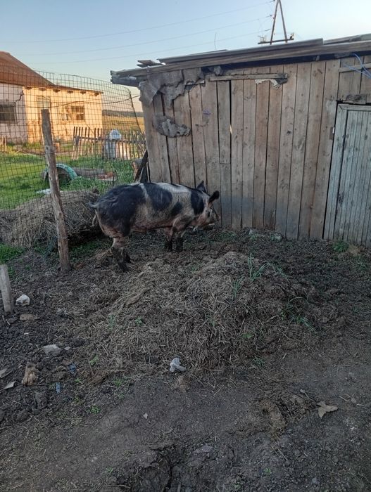 Обмен рабочего кабана