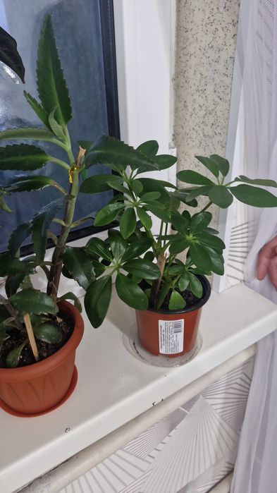 Домашние цваты дешевле