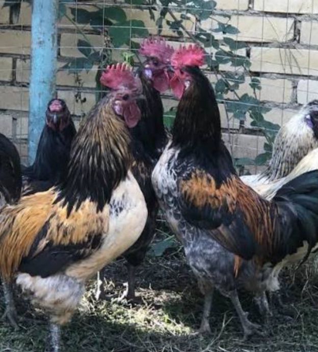 Птицы Куры петухи