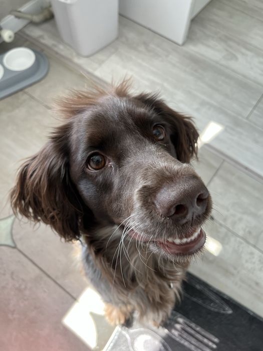 Выгул собак - район Молодежки, Астана