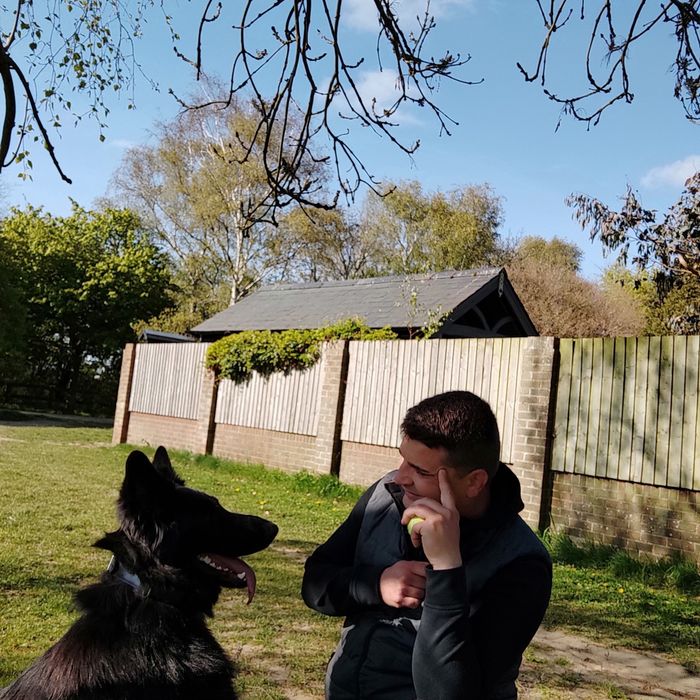 Dresaj canin Brașov