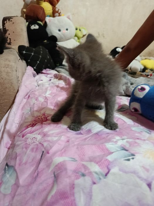 Отдам котят в добрые руки