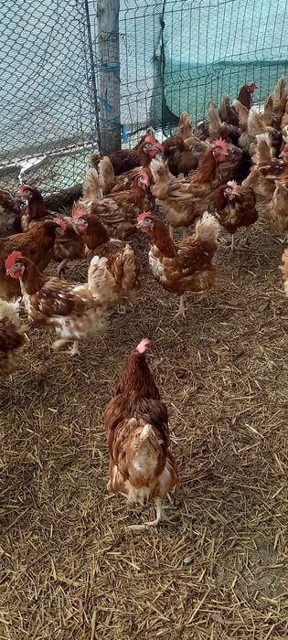 Vând găini roși de ouă