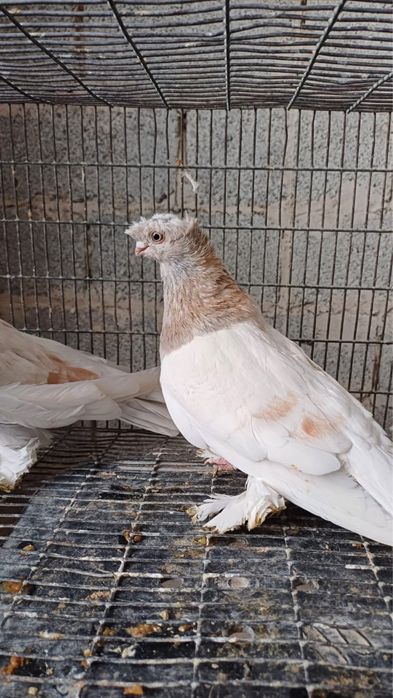 Продам Голубей!!